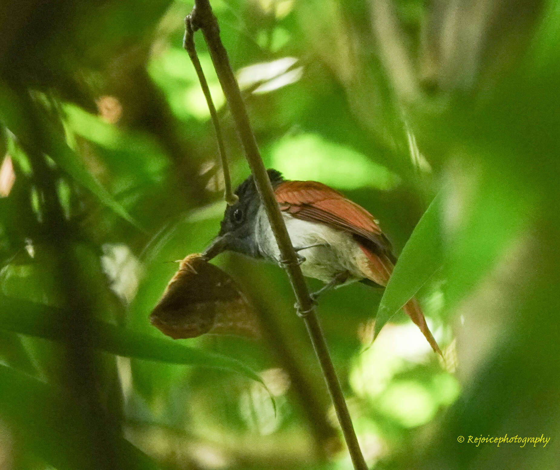 Image of Asian Paradise-Flycatcher