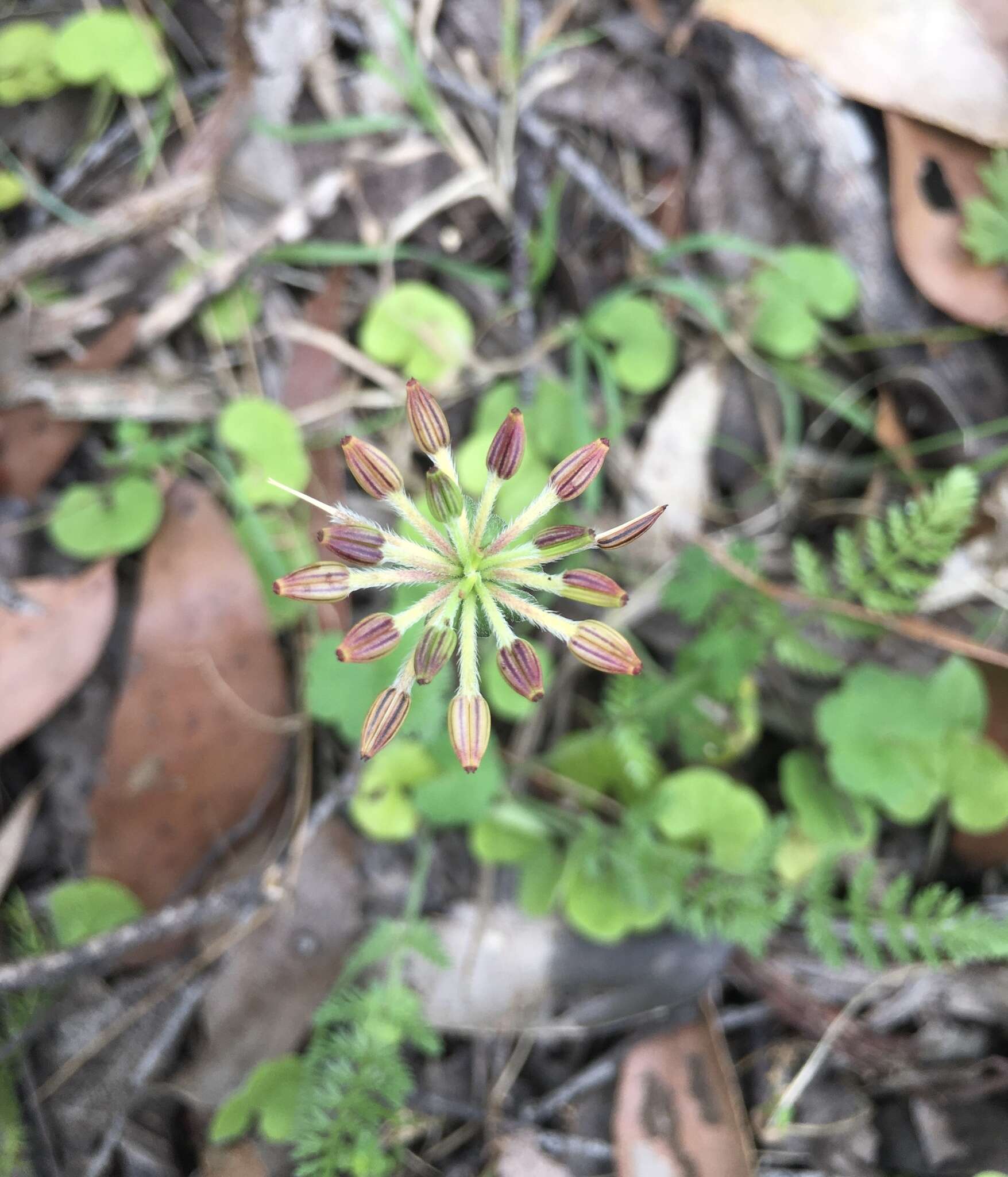 Слика од Chaerophyllum eriopodum (DC.) K. F. Chung