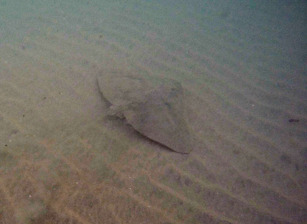 Image of California Butterfly Ray