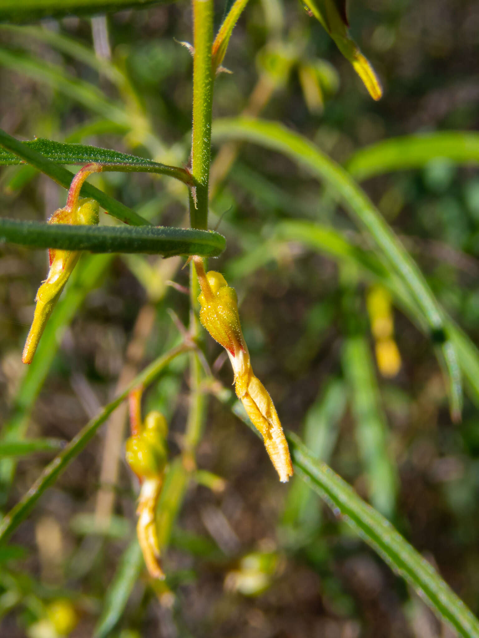 Pigea aurantiaca (F. Muell. ex Benth.) P. I. Forst. resmi