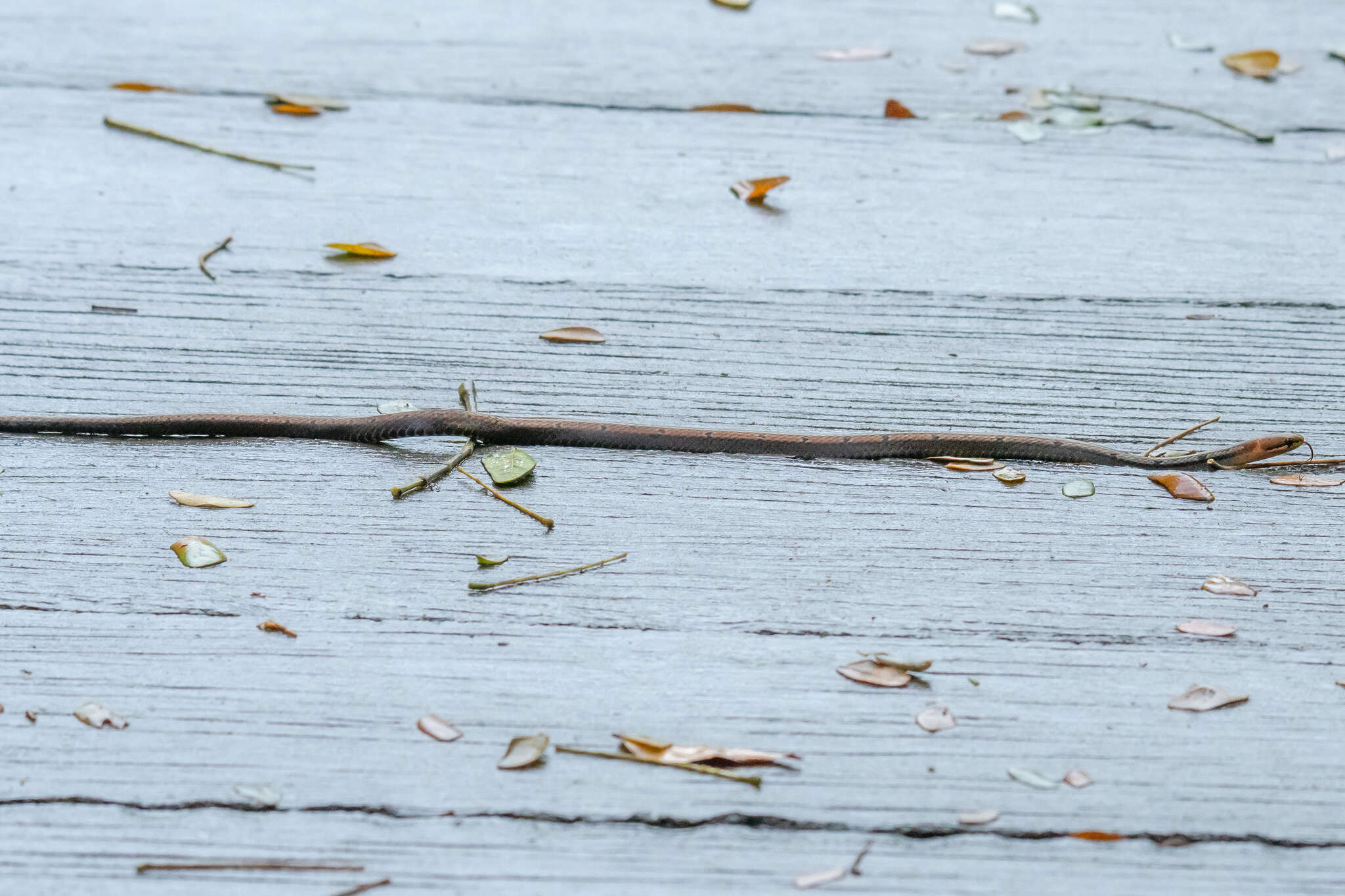 Image of Black-headed Collared Snake