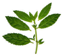 Imagem de Mentha villosa Huds.