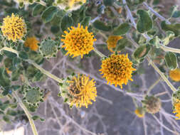 Image of button brittlebush