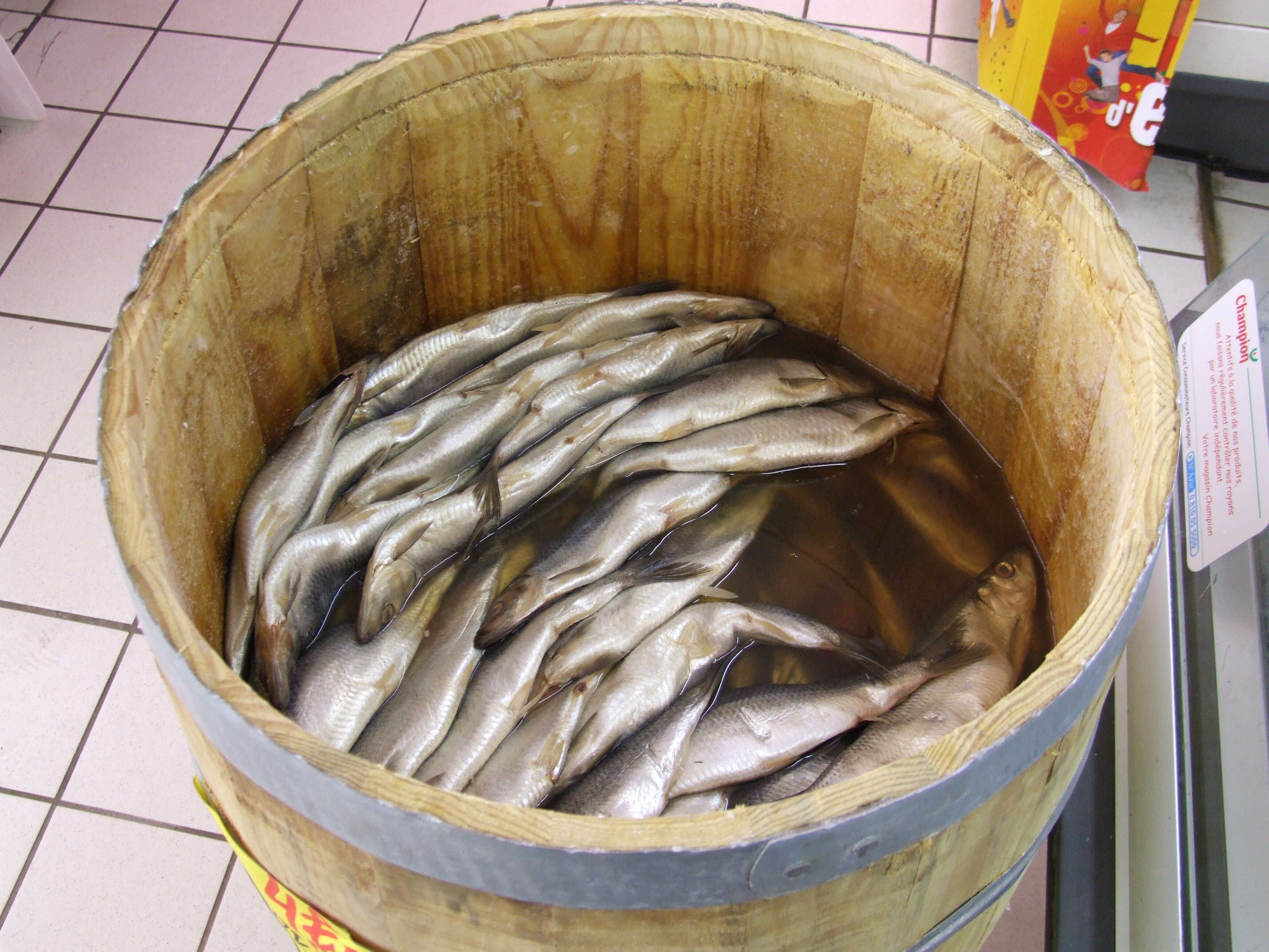 Image of Atlantic Herring