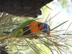 Image of Red-collared Lorikeet