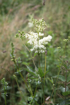 Image of Meadowsweet