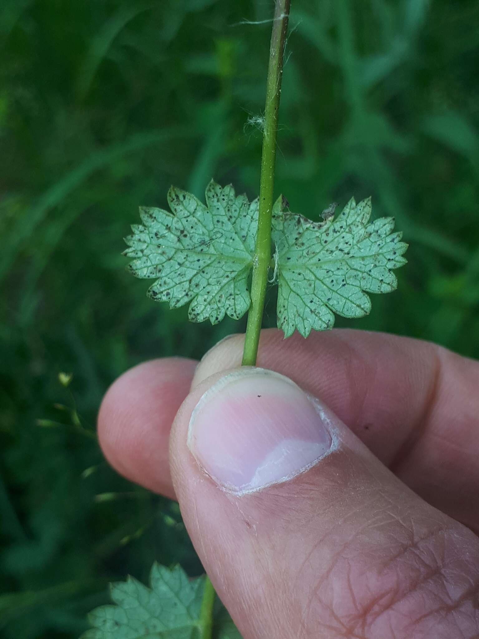 صورة Puccinia pimpinellae (F. Strauss) Link 1824