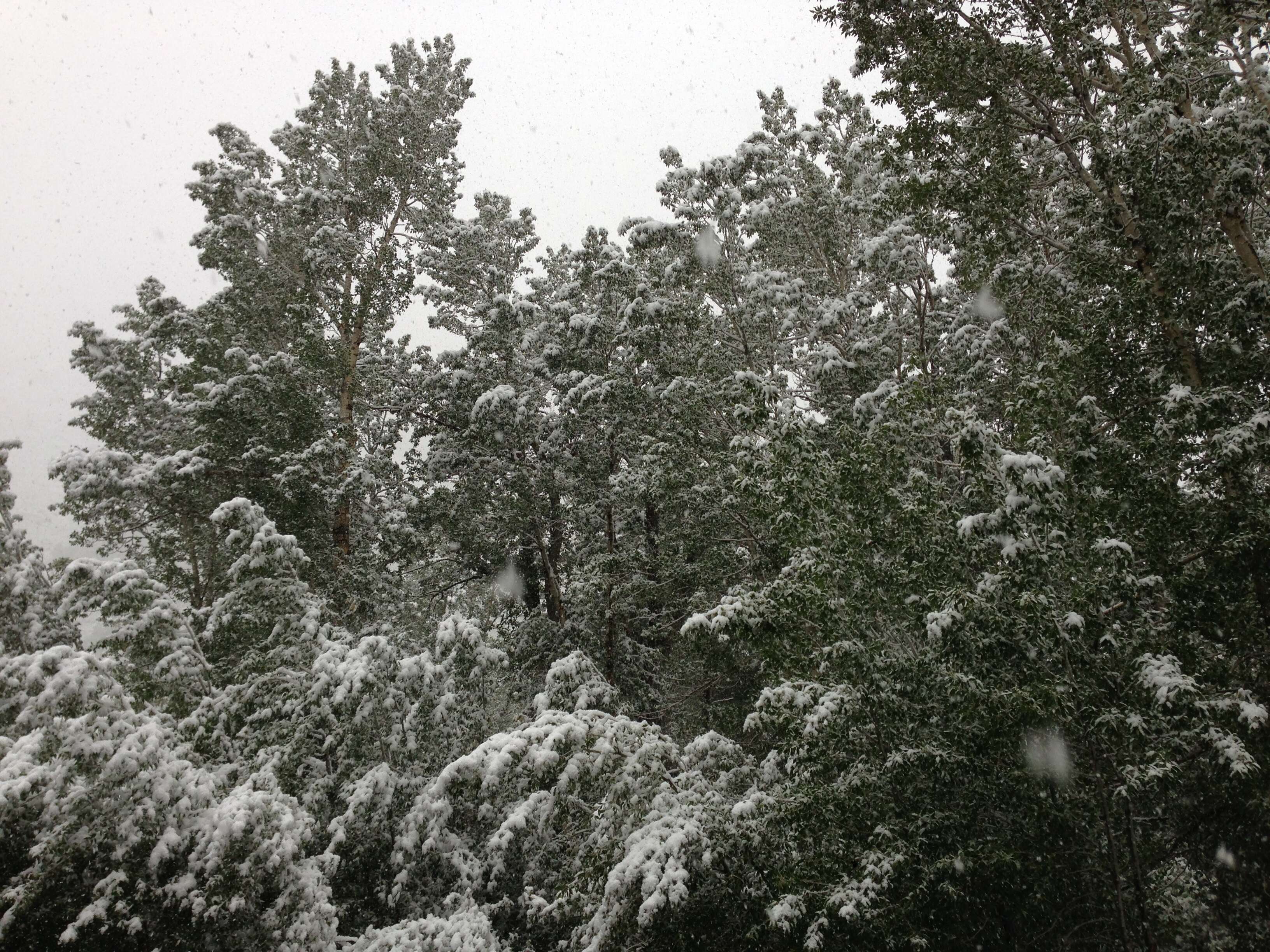 Image of narrowleaf cottonwood