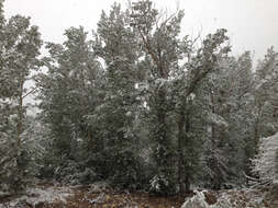 Image of narrowleaf cottonwood