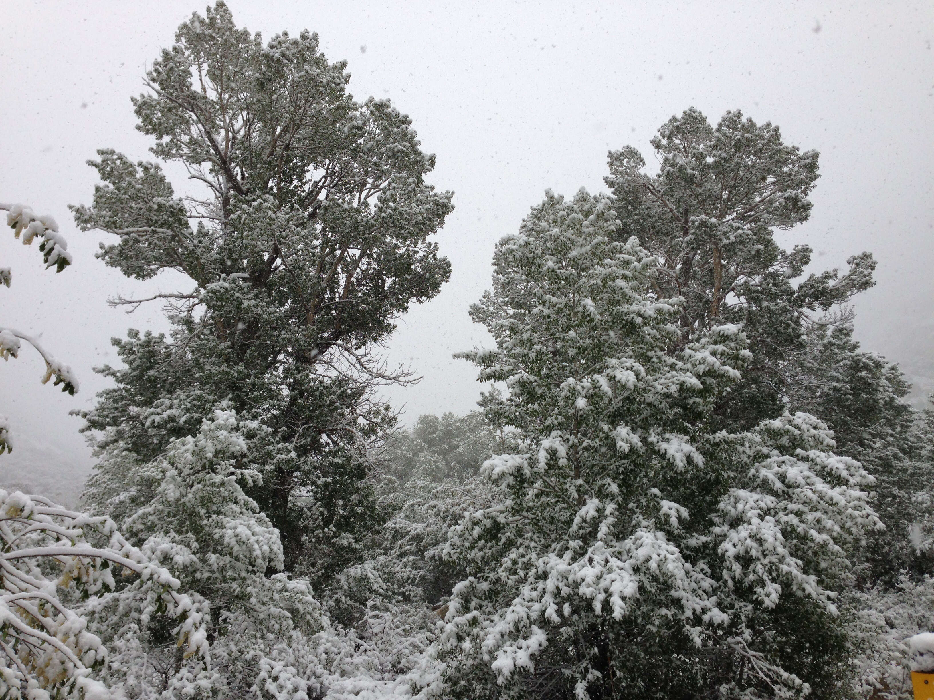 Image of narrowleaf cottonwood