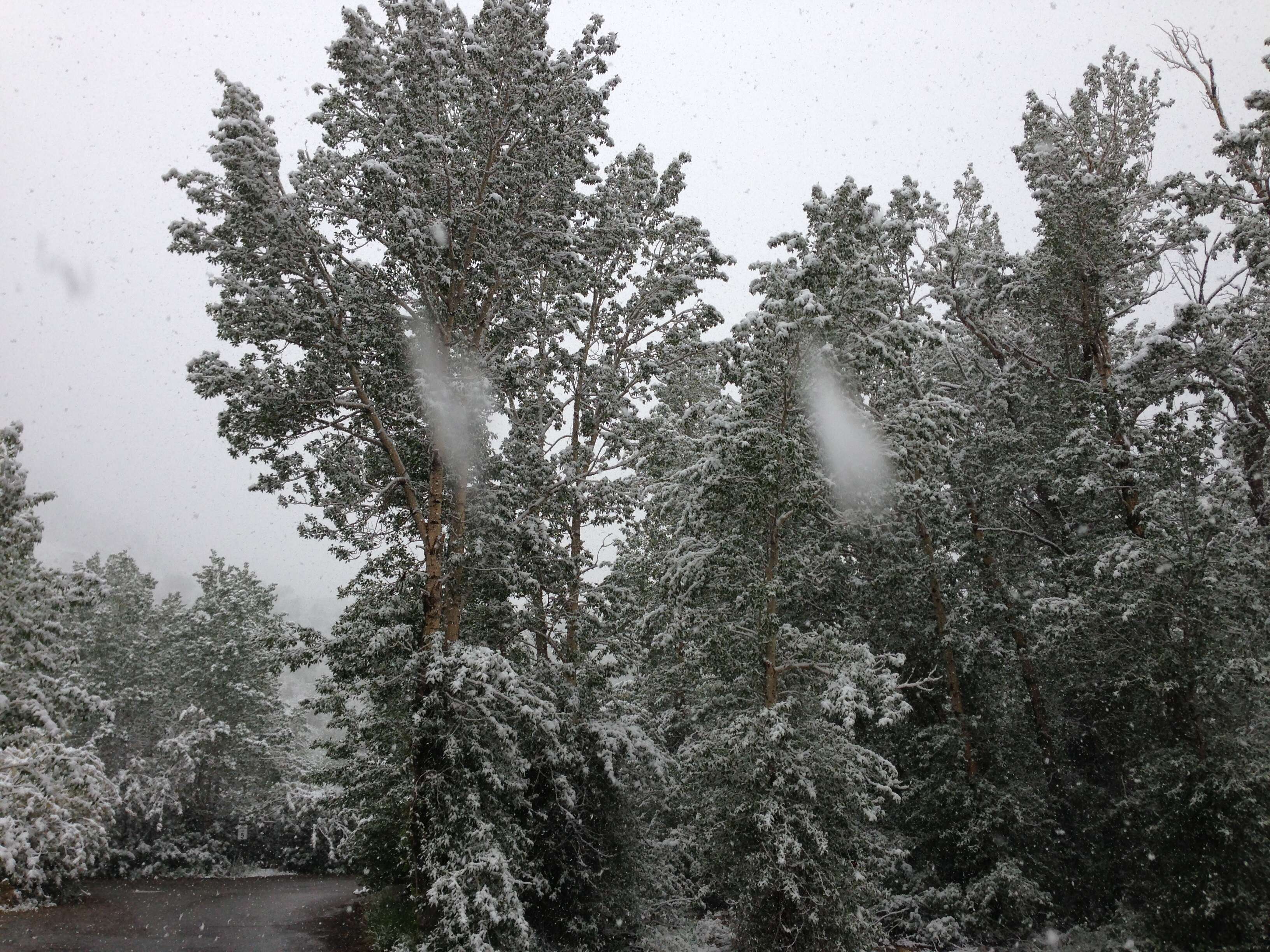 Image of narrowleaf cottonwood