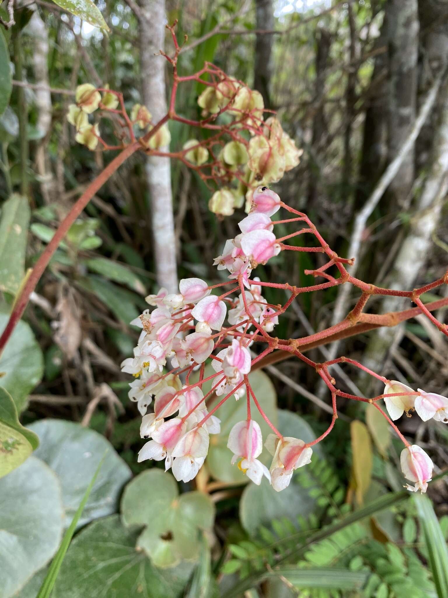 Image of Begonia grisea A. DC.