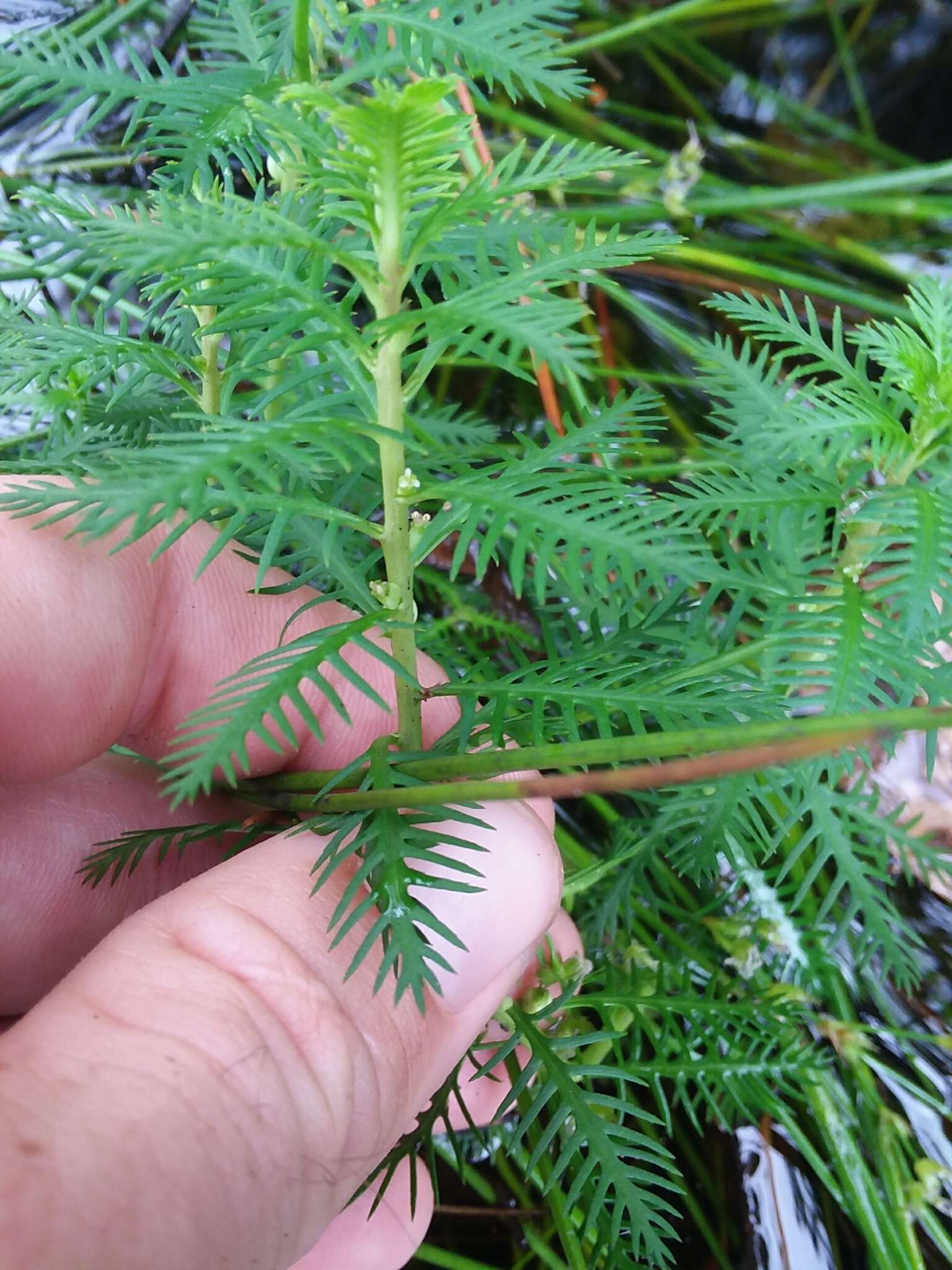 Image of Intermediate Mermaidweed