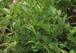 Plancia ëd Clitoria annua J. Graham