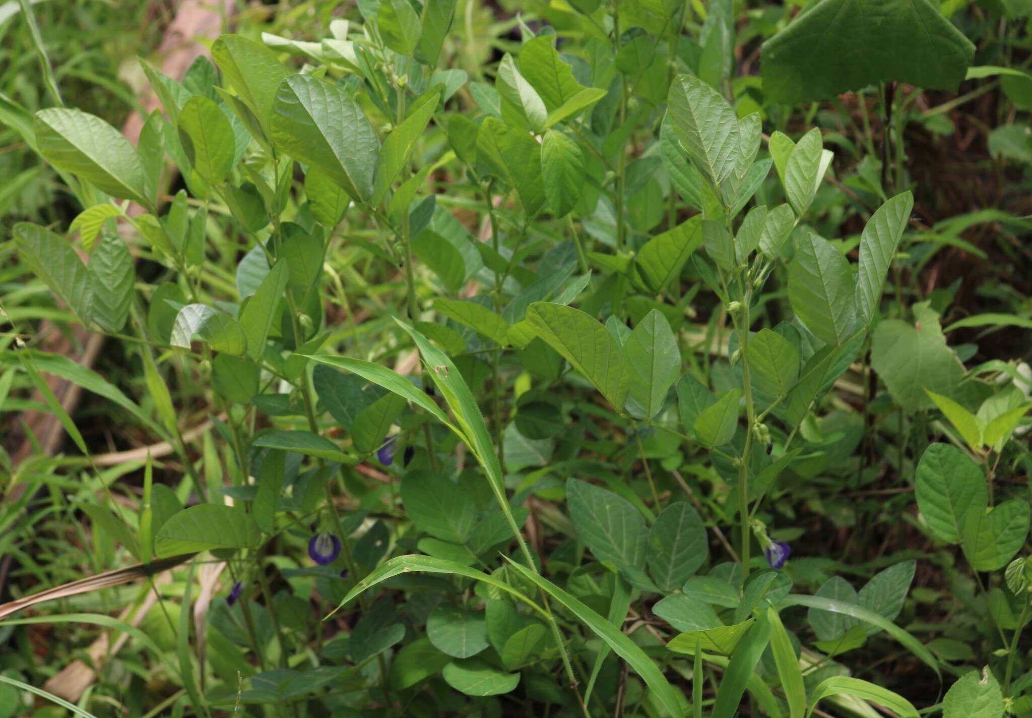 Plancia ëd Clitoria annua J. Graham