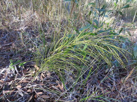 Image of Cycad