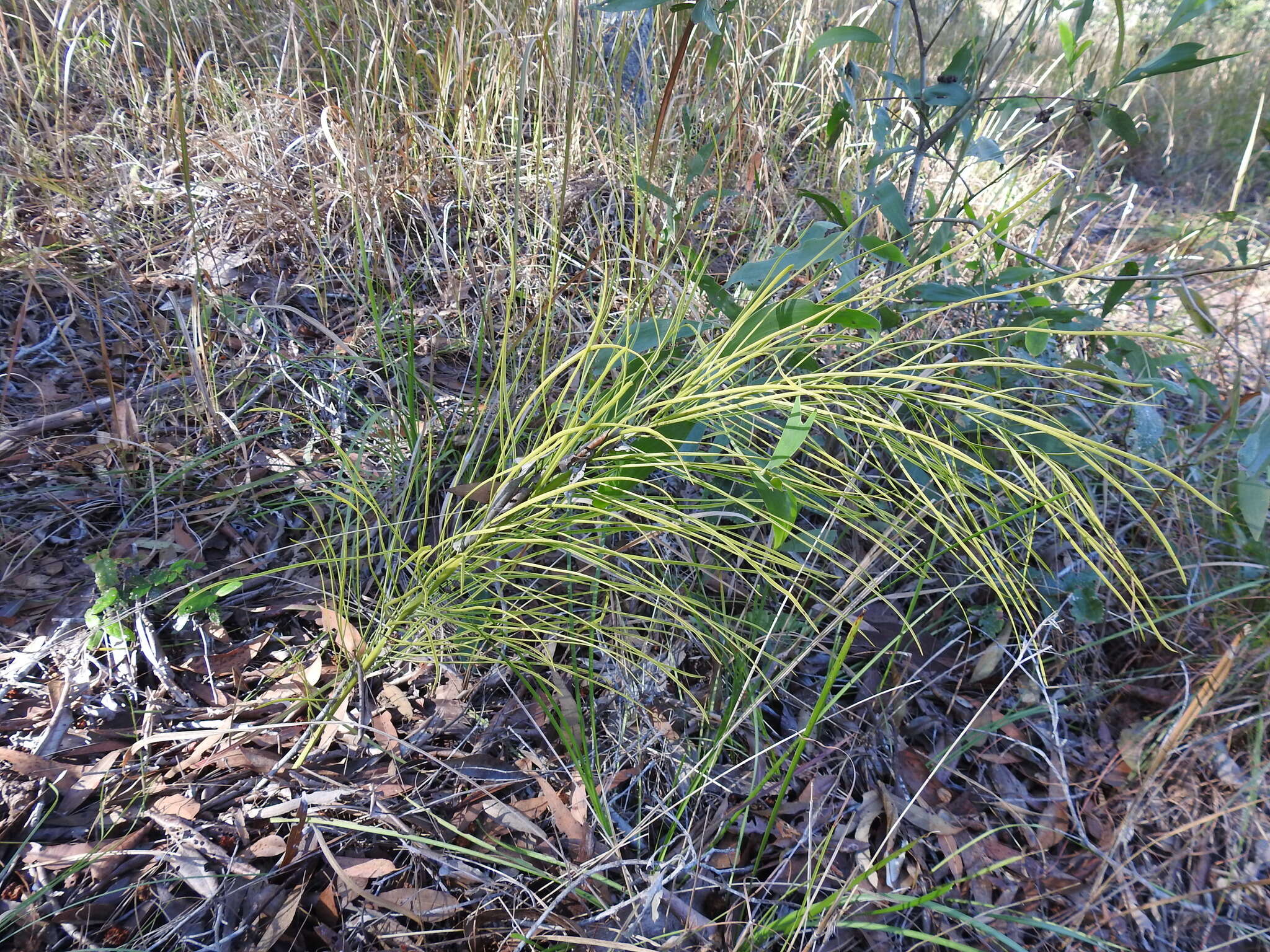 Image of Cycad