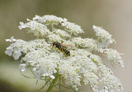 Image de Polistes gallicus (Linnaeus 1767)