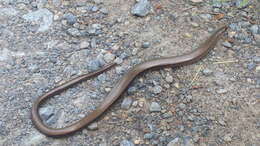 Image of Slow worm