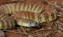 Image of Australian Tiger Snakes