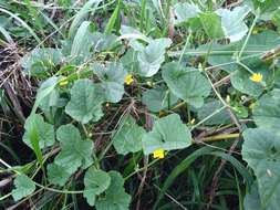 Image of Cucumis melo var. agrestis Naudin