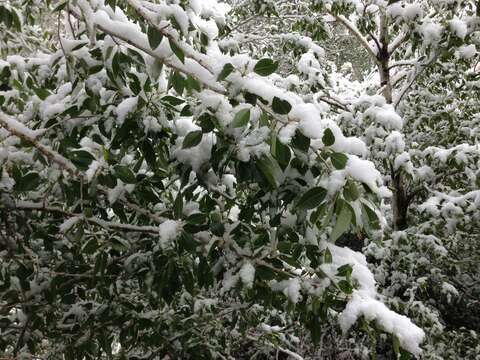 Image of narrowleaf cottonwood