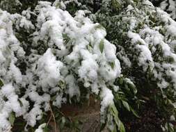 Image of narrowleaf cottonwood