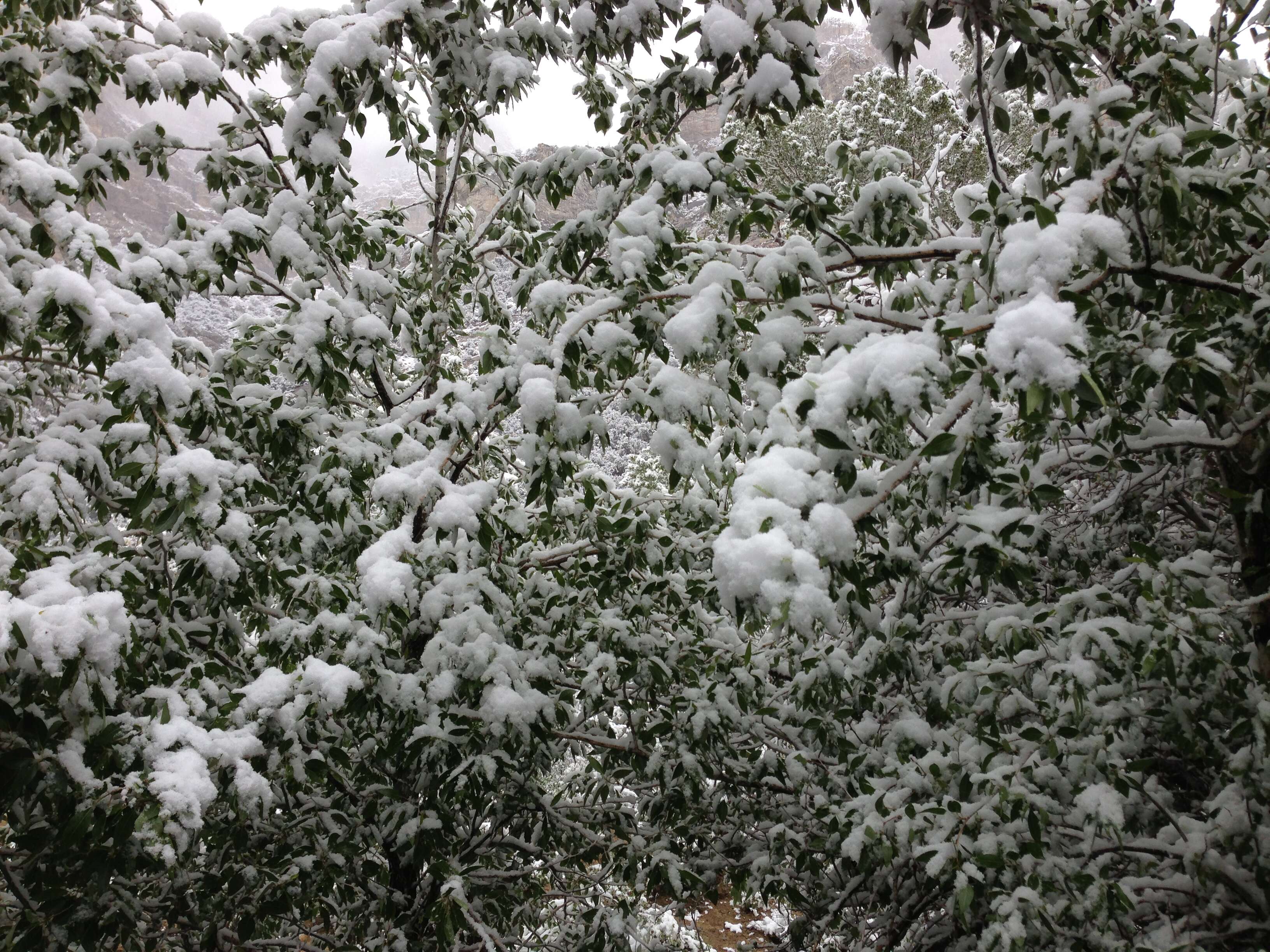 Image of narrowleaf cottonwood