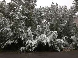 Image of narrowleaf cottonwood