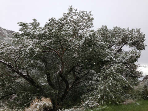 Image of narrowleaf cottonwood