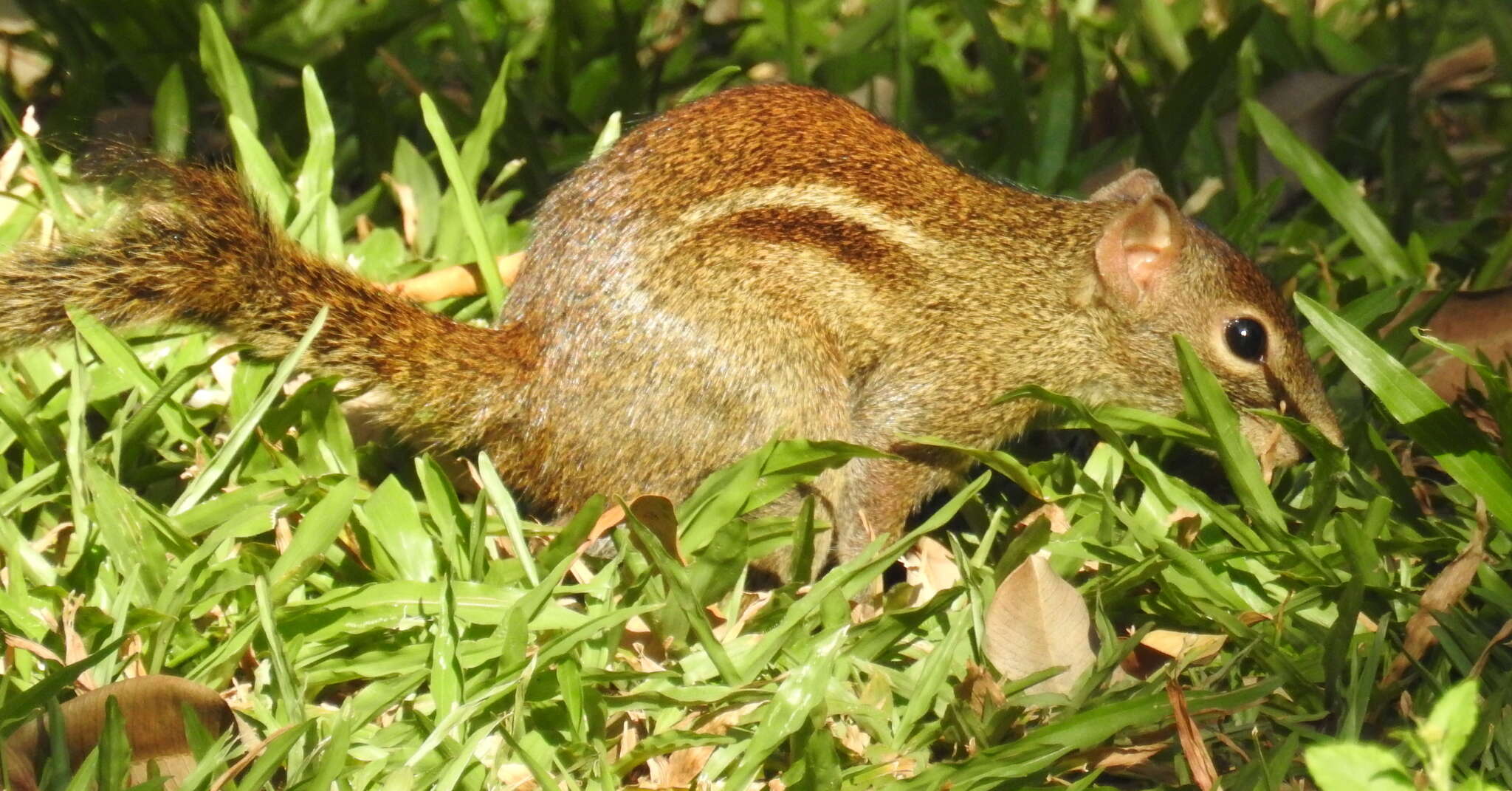 Image of Indochinese Ground squirrel