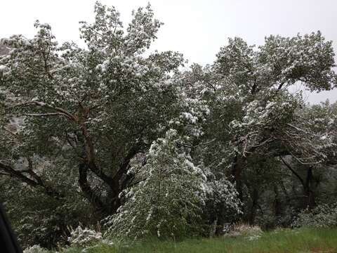 Image of narrowleaf cottonwood