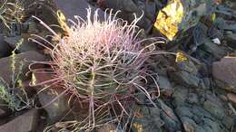 Image of Ferocactus gracilis subsp. tortulispinus