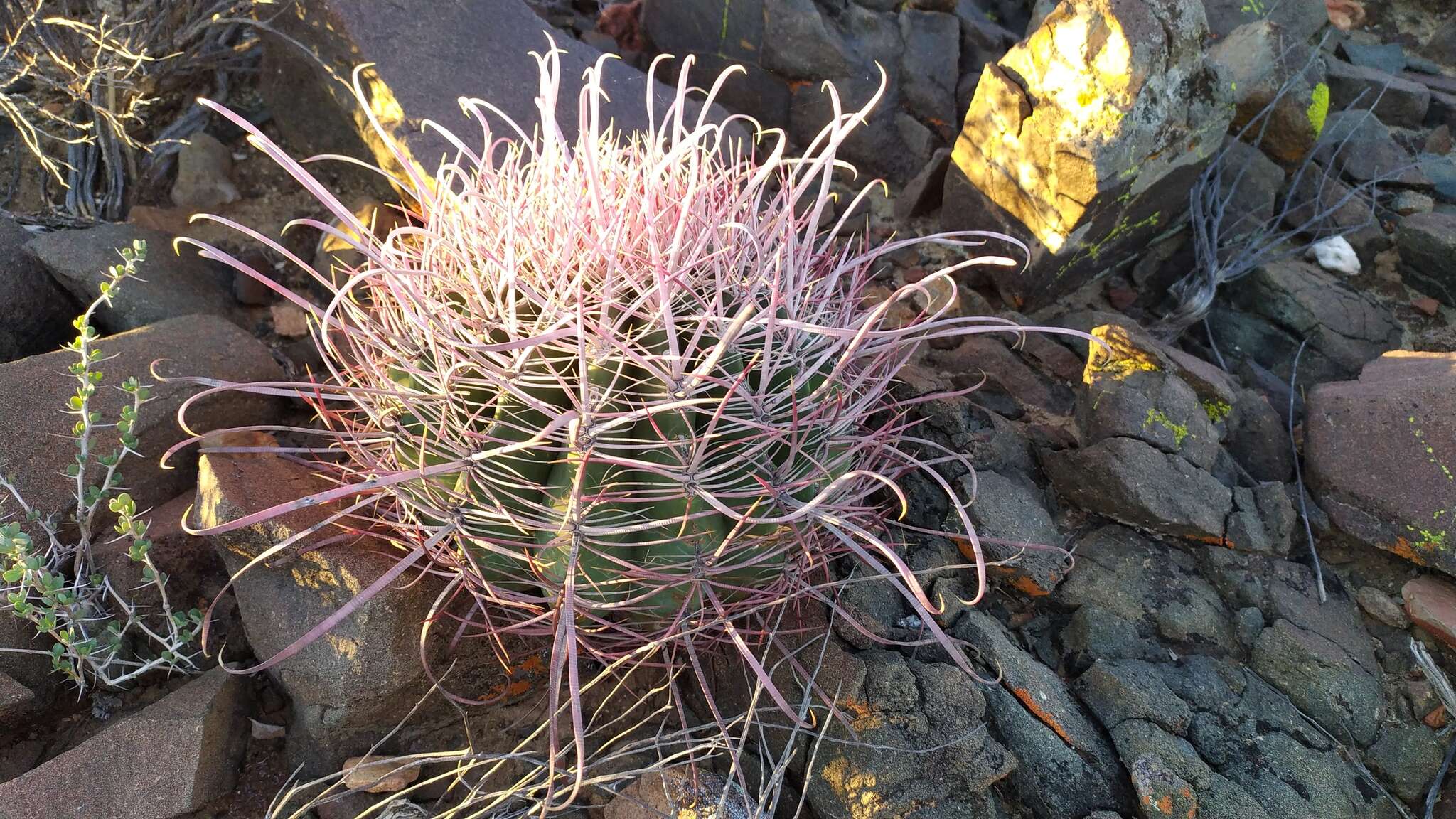 Image of Ferocactus gracilis subsp. tortulispinus