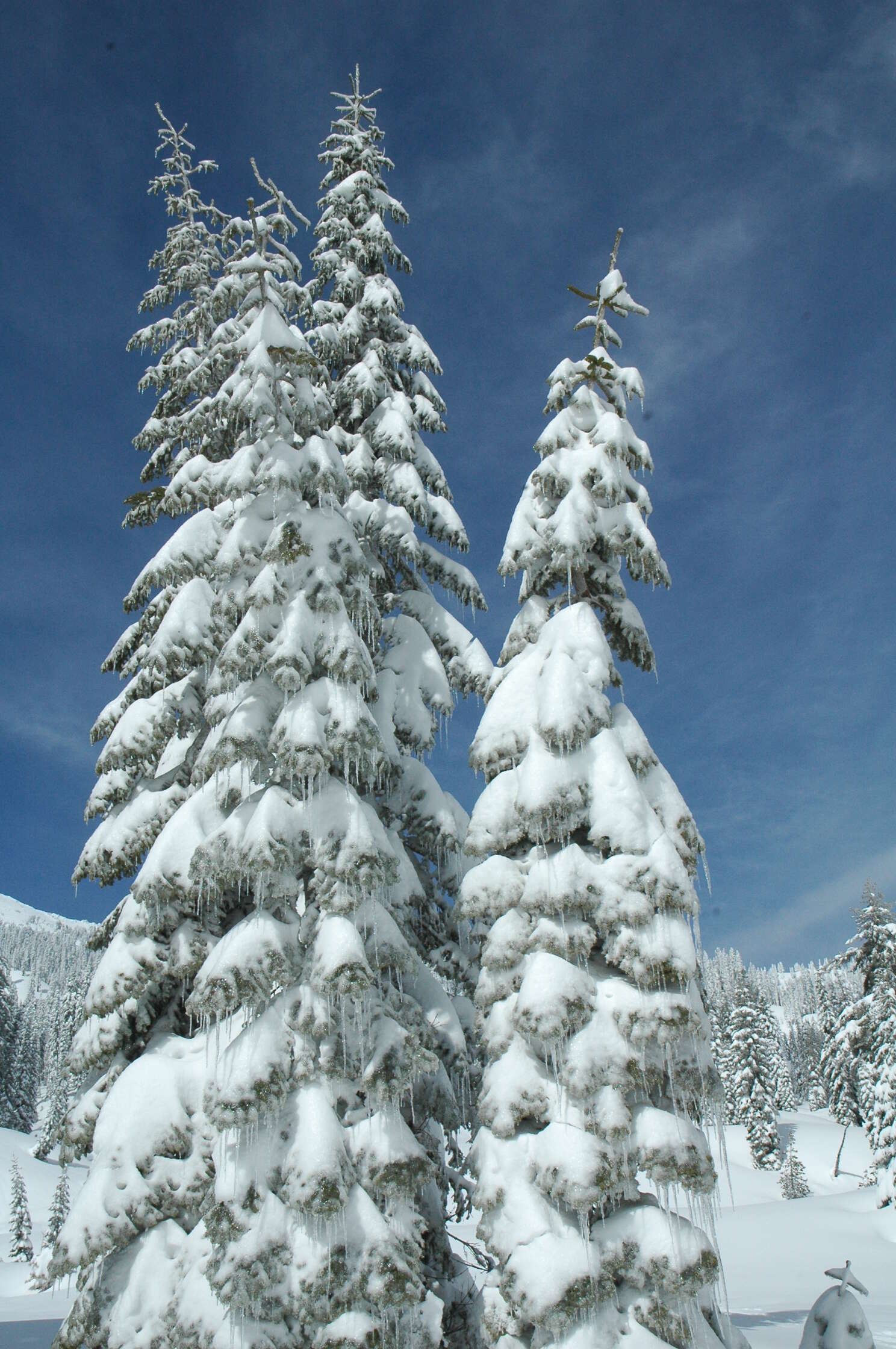 Image of California Red Fir