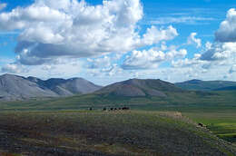 Image of muskox