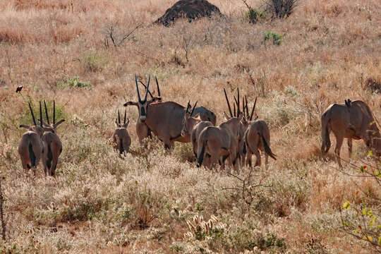 Image of Fringe-eared oryx