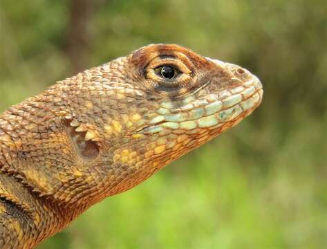 Imagem de Tropidurus itambere Rodrigues 1987