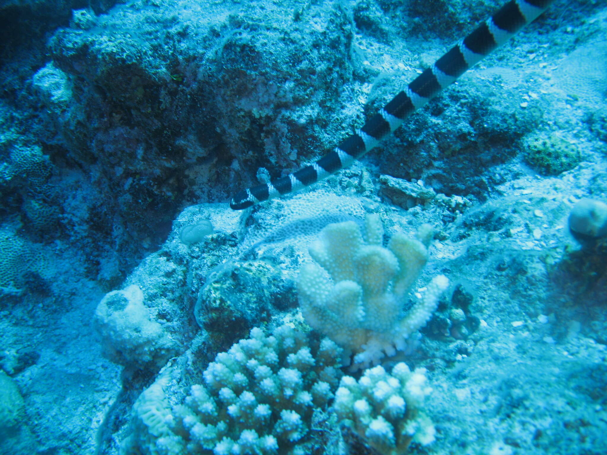 Image of Flat-tail Sea Snake