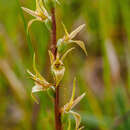 Image of Prasophyllum incorrectum D. L. Jones