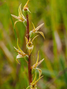 Imagem de Prasophyllum incorrectum D. L. Jones