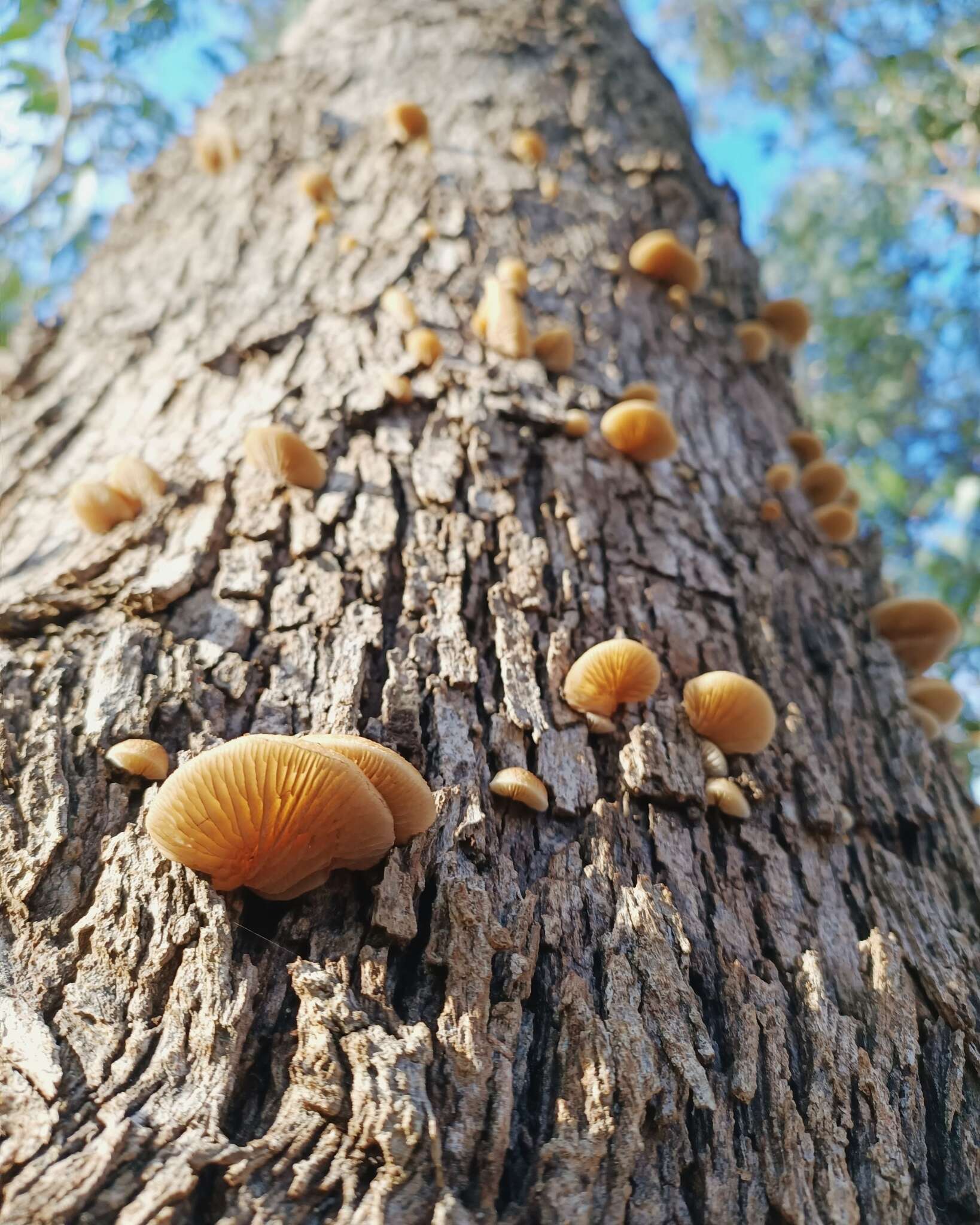 صورة Crepidotus eucalyptorum Cleland 1924