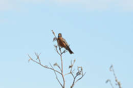 Image of American Robin