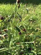 Image of Centaurea jacea subsp. jacea