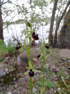 Image of Ophrys sphegodes subsp. atrata (Rchb. fil.) A. Bolòs