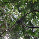 Image of Philippine Cuckoo Dove