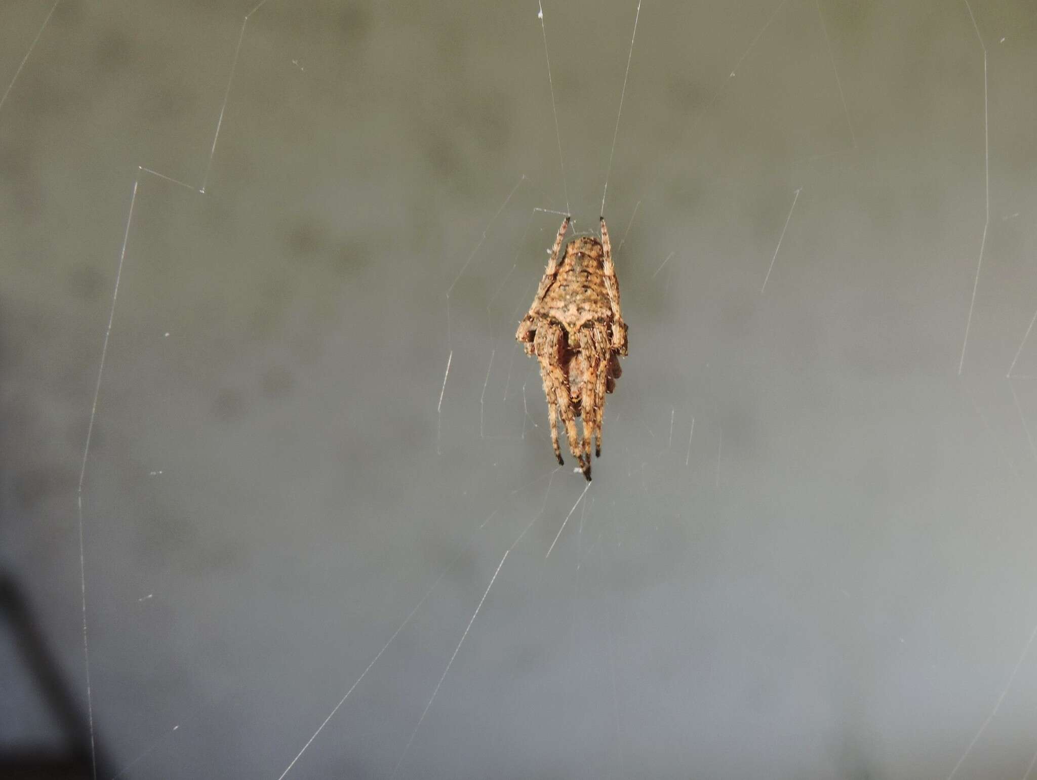 Image of Parawixia velutina (Taczanowski 1878)