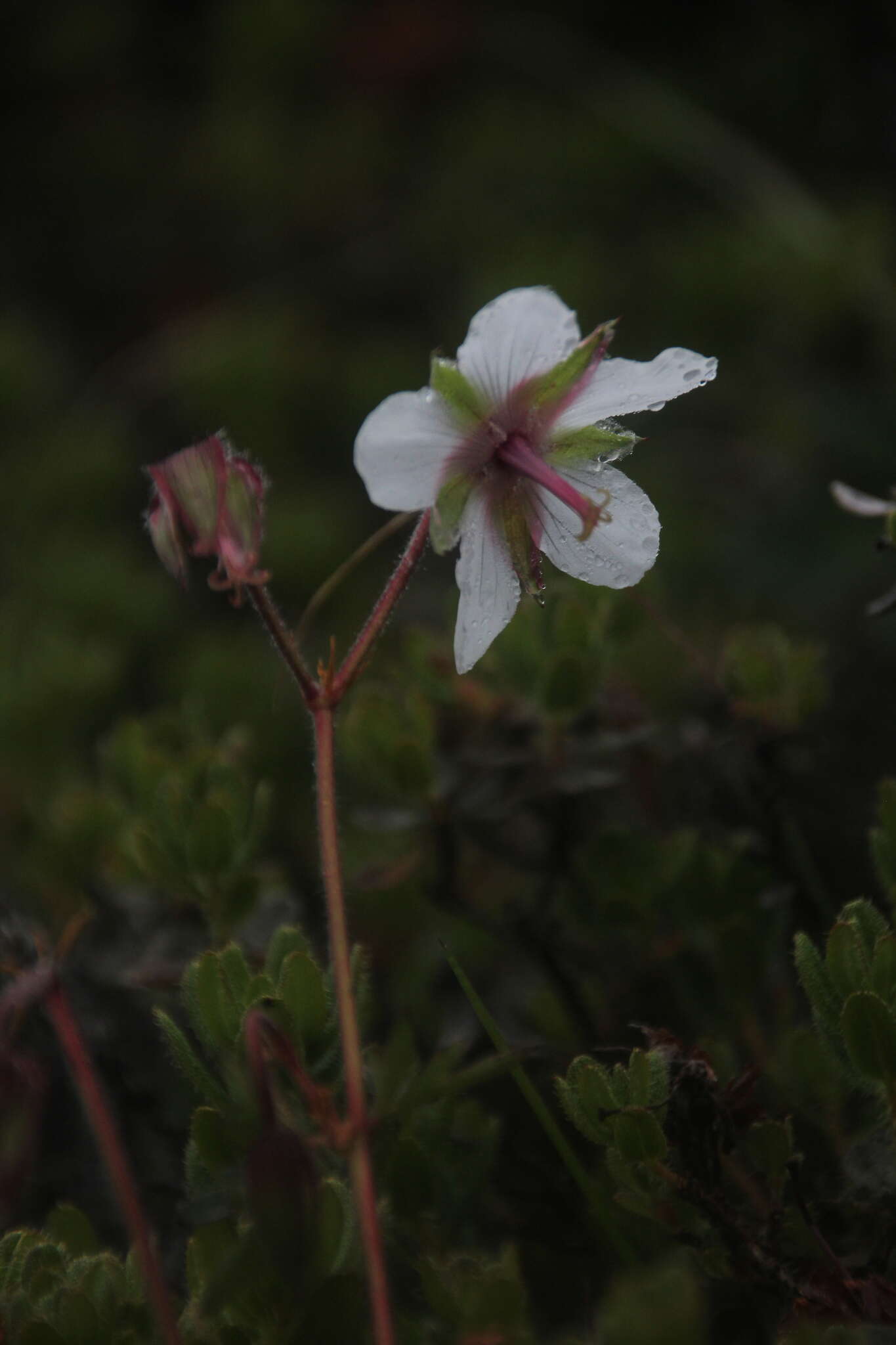 Image of Geranium refractum Edgew. & Hook.