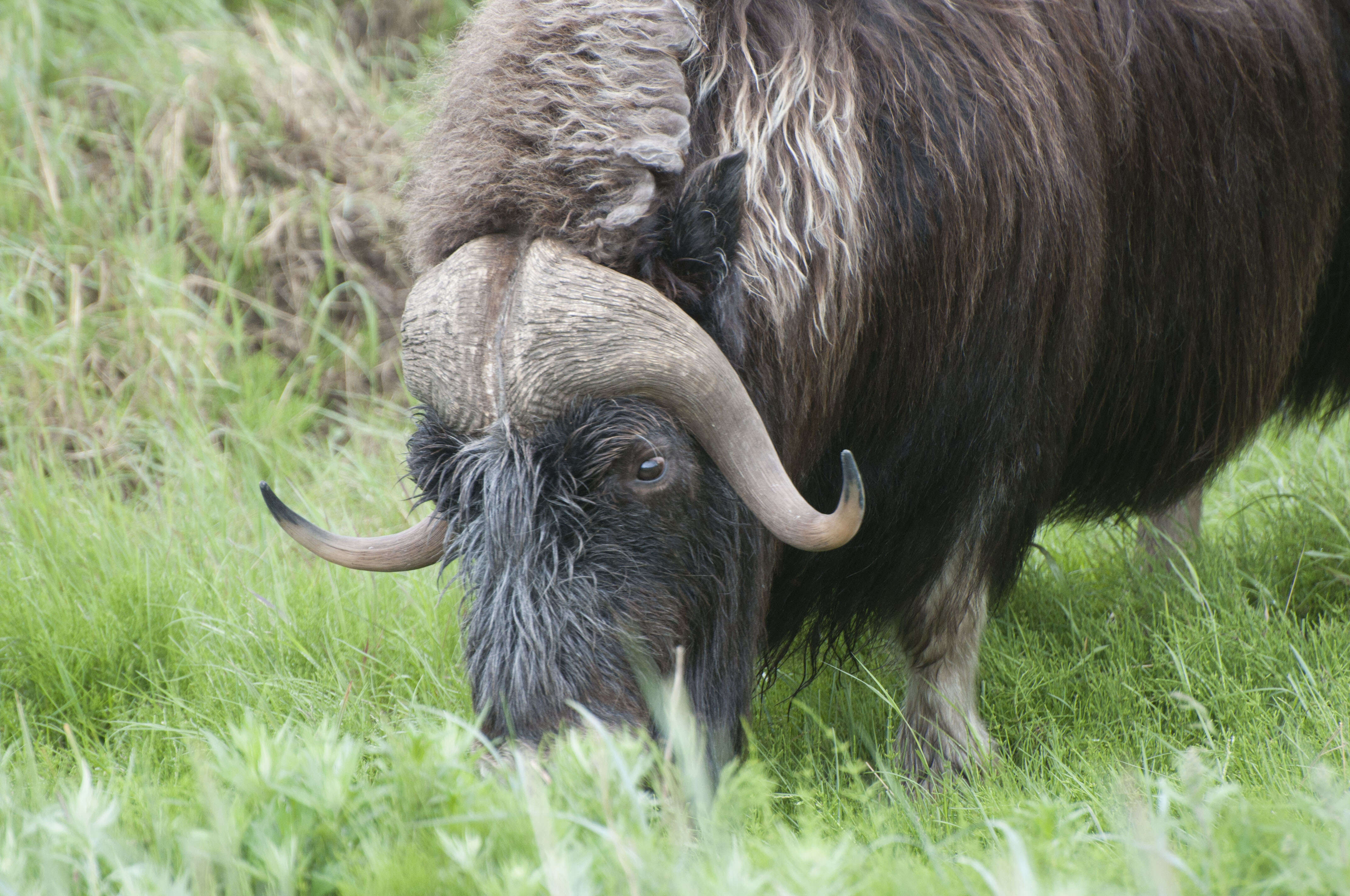 Image of muskox