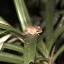 Image of Fiji Tree Frog